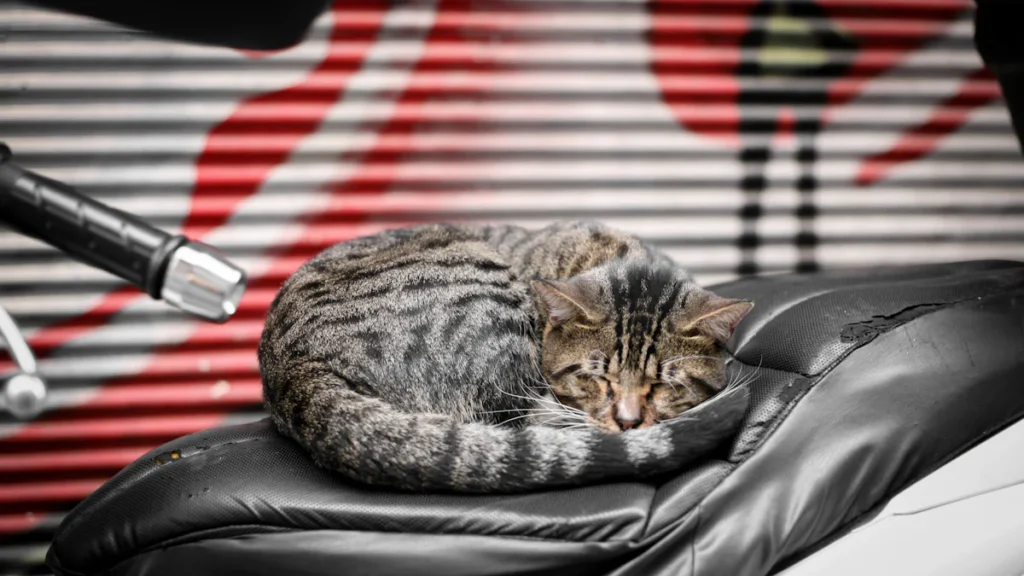 Why Custom Harley Davidson Seat Pads Are an Essential Upgrade for Your Harley Davidson